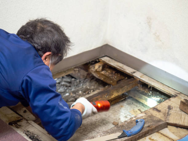 Crawl Space Mold Removal in Stockton University, NJ