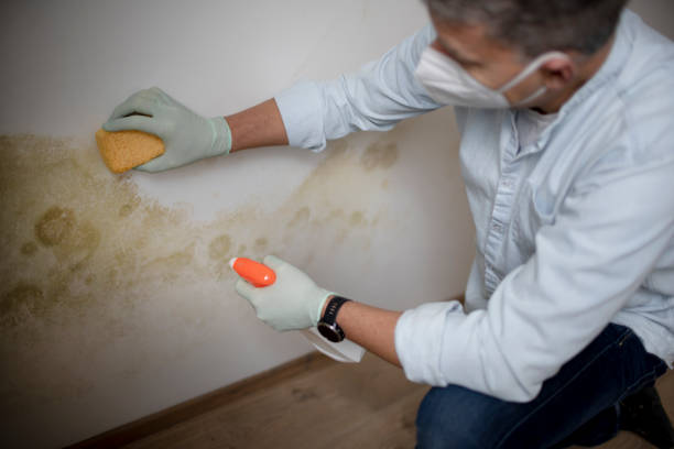 Trusted Stockton University, NJ Mold Removal Experts